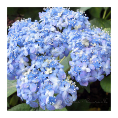【花芽なし】ガクアジサイ：ミカワチドリ（5号）珍しい　希少　テマリ咲き　紫陽花　鉢花　ヤマアジサイ　アジサイ　母の日