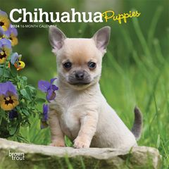 【輸入版】2024年 子犬のチワワ ミニ カレンダー / ブラウントラウト 17.8 x 35.6 cm (Chihuahua Puppies  Calendar)