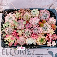 多肉植物 寄せ植えset♡6272