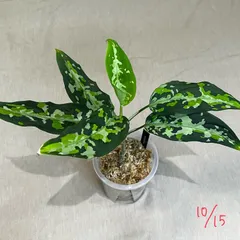2025年最新】aglaonema pictumの人気アイテム - メルカリ