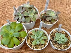 多肉植物　実生小苗8苗セット！おまけ1苗つき！