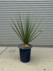 ミキナシサバルヤシ No.1 - メルカリ