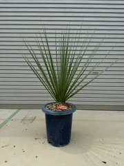 ノリナ　ネルソニー　エアーコンテナポット鉢植え　南国風　ドライガーデン 楽天市場】数量限定 【ネルソニー】 ノリナ ポット大苗 耐寒性南