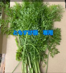 にんじんの葉っぱ1.5Kg