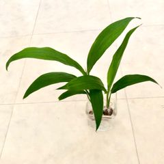 《発根済み》ティーリーフ トップカット苗　小さめ 2株
