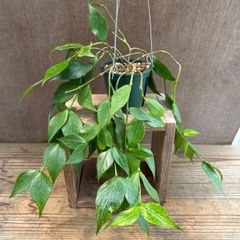 ホヤ ポリネウラ ③ Hoya polyneura ホヤ フィッシュテール キョウチクトウ サクララン 桜蘭 観葉植物 観葉 植物 珍奇植物 つる性 ハンギングにおすすめ プレゼント 贈り物 人生の出発 人生の門出