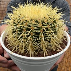 【鉢ごと発送】【送料込】 サボテンの王様！金色サボテン / 金鯱（キンシャチ） 7寸 平鉢21号 / 【現品】24-6-2-05