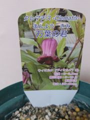 ♡クレマチス♡万葉の君♡希少♡4号鉢♡関口花園