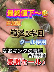 最終値下 青梅 箱込5キロ クール便 数日限定セール なおキングの梅