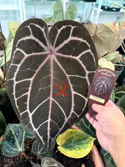 2025年最新】anthurium michelleの人気アイテム - メルカリ