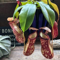 N*a様 ウツボカズラ ネペンテス N.プラティチラ 食虫植物 - メルカリ