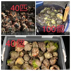 2025年最新】石鯛餌ヤドカリの人気アイテム - メルカリ