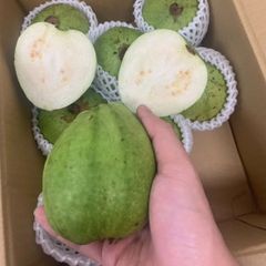 [毎週入荷予定] 生鮮 沖縄産グアバ　かりかり、白肉　5kg