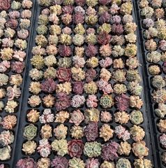 49韓国苗多肉植物寄せ植えセットカット苗詰 め合わせ セット 100苗 お手頃価格】大人気セット 9苗 カット苗セット 【第四種郵便発送