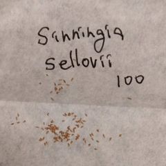 【種子100粒】シンニンギア・セロヴィー 種子100粒 Sinningia sellovii
