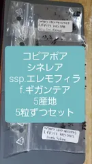 特大サイズ 自根 コピアポア シネレア 黒王丸 姫野翔太 蜂付き 2025年最新】コピアポア シネレアの人気アイテム - メルカリ