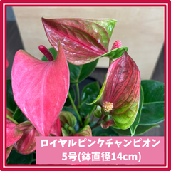 (4鉢以上で送料無料) ロイヤルピンクチャンピオン アンスリウム 5号 ピンク 愛んすりうむ 高さ約50cm アンスリューム アンシカル