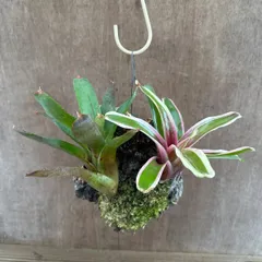 2026年最新】珍しいタンクブロメリアの人気アイテム - メルカリ