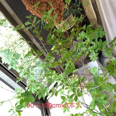 生花❣️ドウダンツツジ🍀90〜100cm×3本セット‼️✨のサムネイル