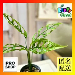 2025年最新】モンステラ オブリクアの人気アイテム - メルカリ