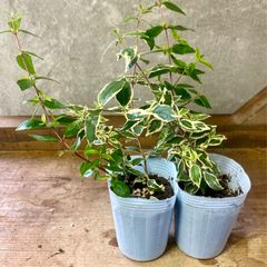 苗木　アベリア コンフェッティ  2ポットset