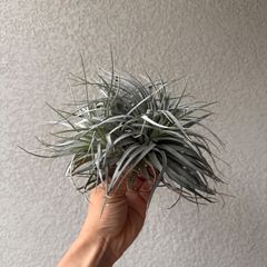 ティランジア・ヒューストン（Tillandsia houston）