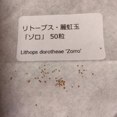 【種子50粒】リトープス・麗虹玉「ゾロ」