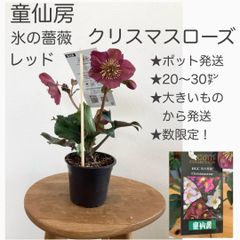 大人気！童仙房　クリスマスローズ　氷の薔薇　レッド   このお値段なかなか出せません。嬉しいお値段！ ★数限定！　★20〜30 ★大きいものから発送します！　　★第4種発送！(梱包は丁寧に致します)