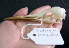 高品質！グリーンイグアナの頭骨 Mサイズ（7.5cm）