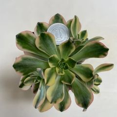 多肉植物　アエオニウム　ブロンズメタル錦　抜き苗　根付き