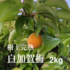 6月中旬～発送予定【2025年度】白加賀梅　樹上完熟　2kg　山梨県甲府市上曽根町産