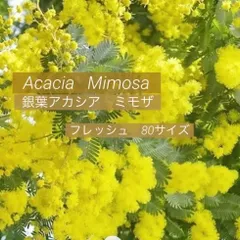 14  itoco様❤︎専用　フレッシュ　ミモザ　80サイズ　2月中旬〜下旬の発送予定　ふわふわ〜先端つぽみまで　ふわふわミモザイエロー　可愛い　銀葉アカシアミモザ