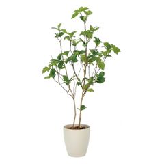 美品⭐フェイクグリーン プリマ マグノリア スリムプランター 観葉植物