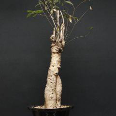 "Euphorbia hedyotoides" ユーフォルビア ヘディオトイデス 管理2224