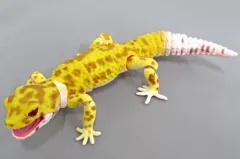 【中古】トレーディングフィギュア ラプター 「いきもの大図鑑アドバンス ヒョウモントカゲモドキ ガシャポンオンライン版」 プレミアムバンダイ限定のサムネイル