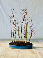 山モミジ　寄せ植え　盆栽　やまもみじ　よせうえ