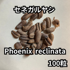 【種】100粒　Phoenix reclinata　セネガルヤシ