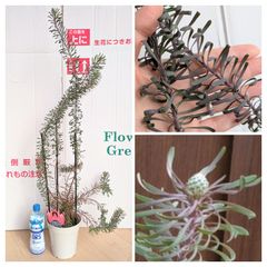 パープルヘイズ　リューカデンドロン　ブルーリーフ　５号鉢　庭木　苗木　ガーデニング　切り花　ドライフラワー