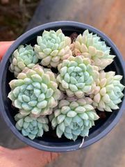 花火 鮮やかな105苗セット 土と根付き 多肉植物 エケベリア 韓国