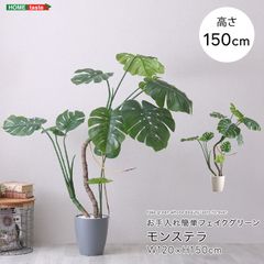 鉢ごと発送】斑入りモンステラ ボルシギアナ ホワイトタイガー 根
