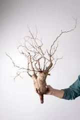 2025年最新】パキプス ベアルートの人気アイテム - メルカリ