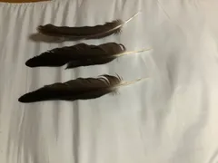 ハンドメイド　リメイク　飾り　インテリア　弓道　羽　替え羽　猛禽類　鷹の羽根 ハンドメイド リメイク 飾り インテリア 弓道 羽 替え羽 猛禽類