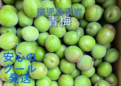 摘果マンゴー 智美様専用 - メルカリ
