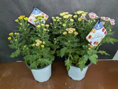 2025年最新】マム 苗の人気アイテム - メルカリ