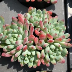 人気 再販）青りんご メモスタンド▫️フェイクグリーン・フェイク多肉