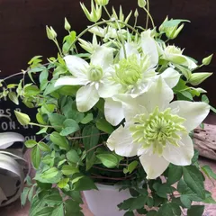 ポットごと　白万重♡四季咲き♡クレマチス♡八重咲き♡ガーデニング