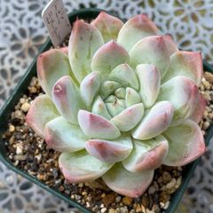 多肉植物 ☘️ リエールさん苗 Eマリア 抜き苗 札付き - メルカリ