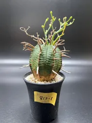 【ユーフォルビア】【オスメスセット】【充実サイズ】スーパーバリダ ユーフォルビア】【オスメスセット】【充実サイズ】スーパー