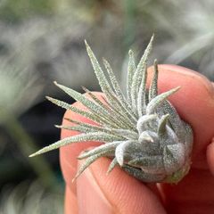 チランジア イオナンタ ロシータ Tillandsia ionantha Rosita＊エアプランツ＠フラワーショップ江口