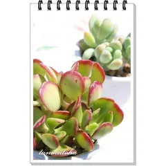 宝珠アメリカーナ セダム 2寸ポット 弁慶草科 多肉植物 根付苗 多肉激安 セダム苗 可愛い多肉植物